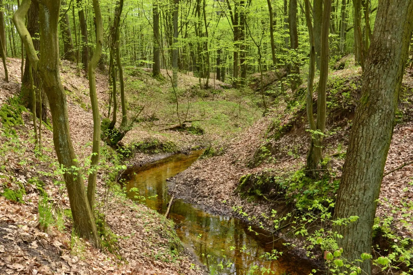 Park Krajobrazowy Wzniesień Łódzkich